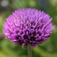 Allium winklerianum  Photo: A. Hoog